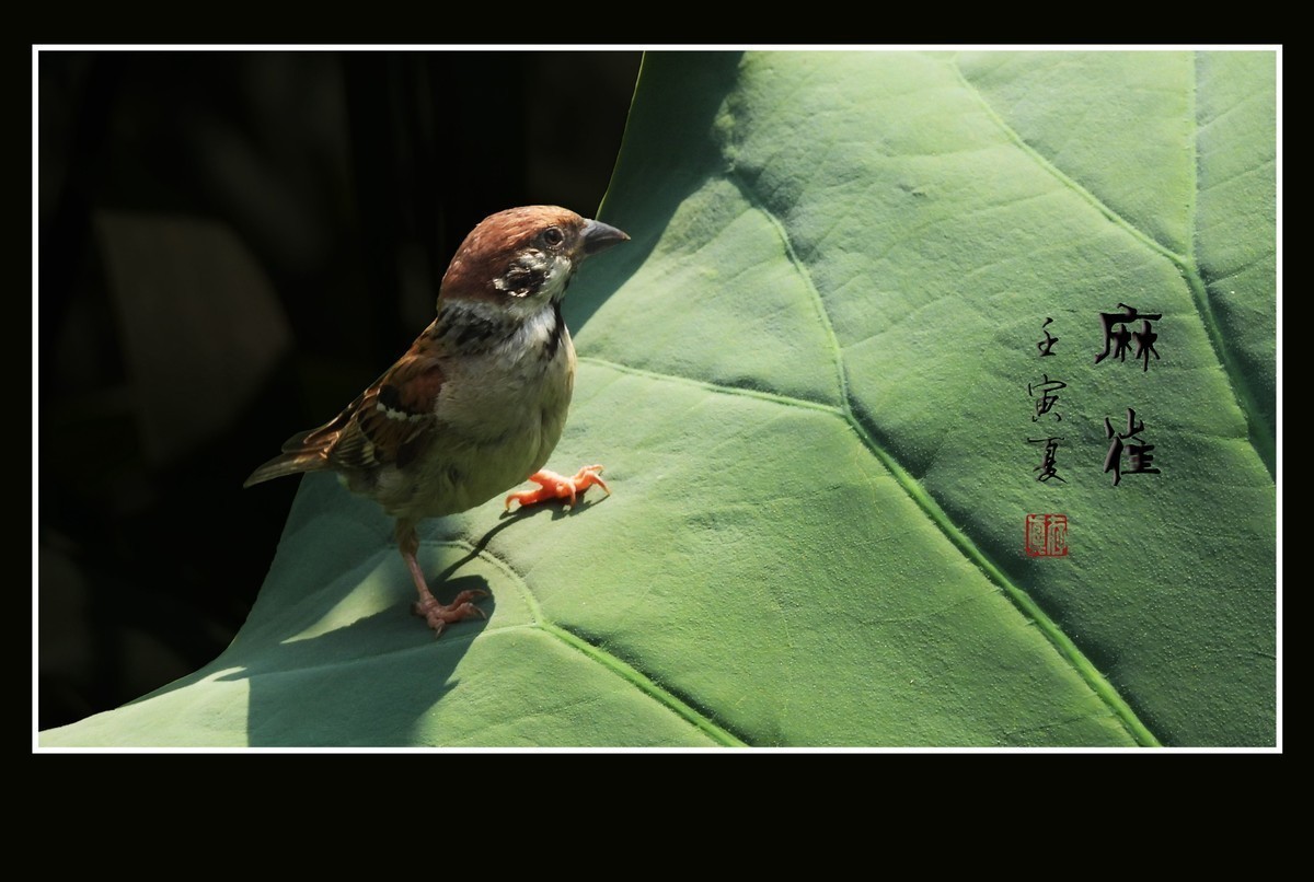 #版主坐堂#索尼大版星空(中国)2022年7月份优秀作品精选汇总