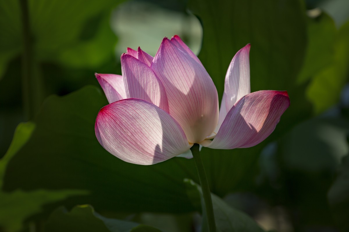 #版主坐堂#索尼大版星空(中国)2022年7月份优秀作品精选汇总