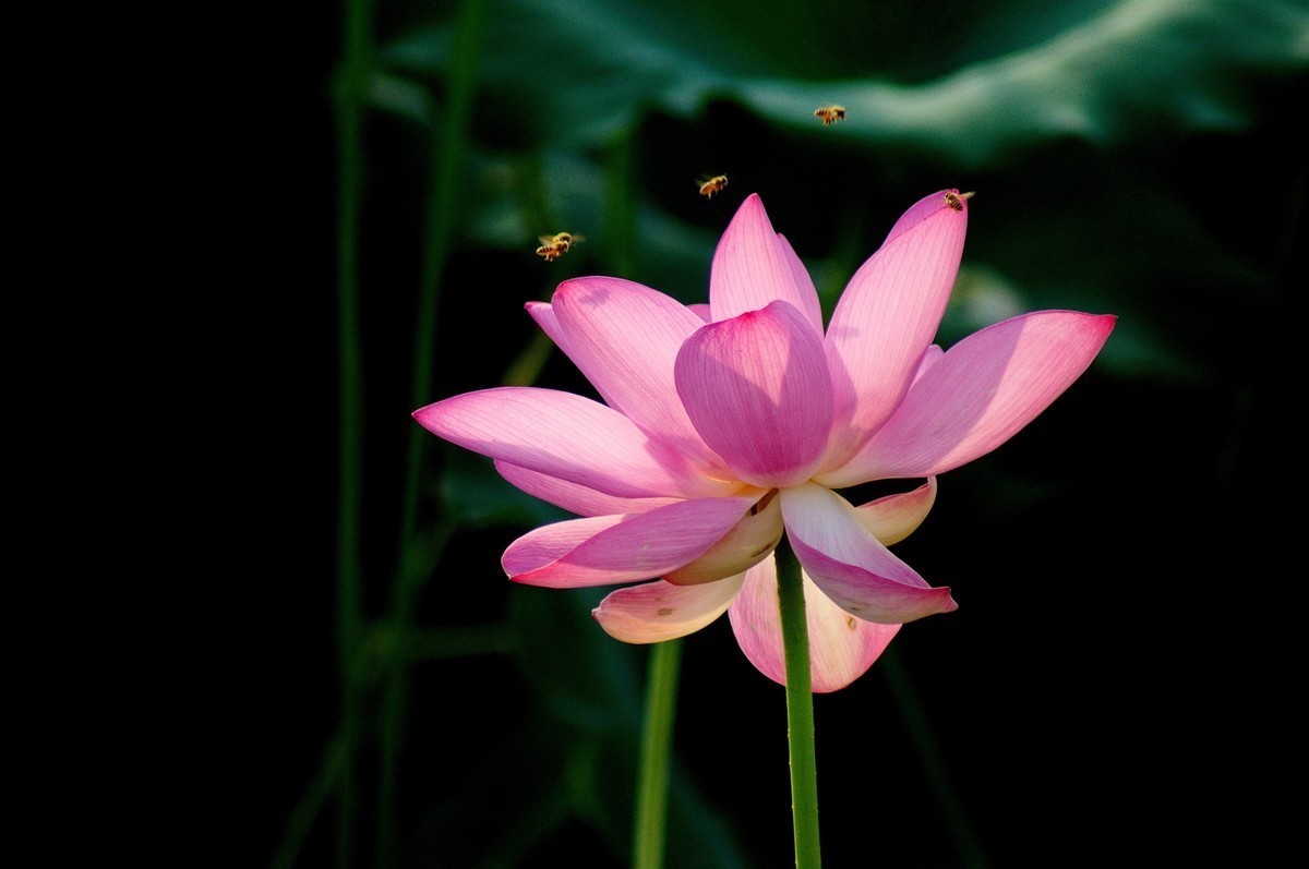 #版主坐堂#索尼大版星空(中国)2022年7月份优秀作品精选汇总