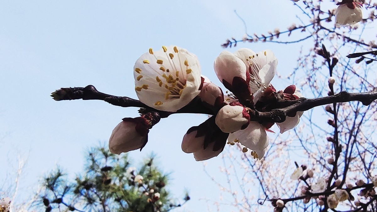 #花开春光寻美景#  春花满枝头