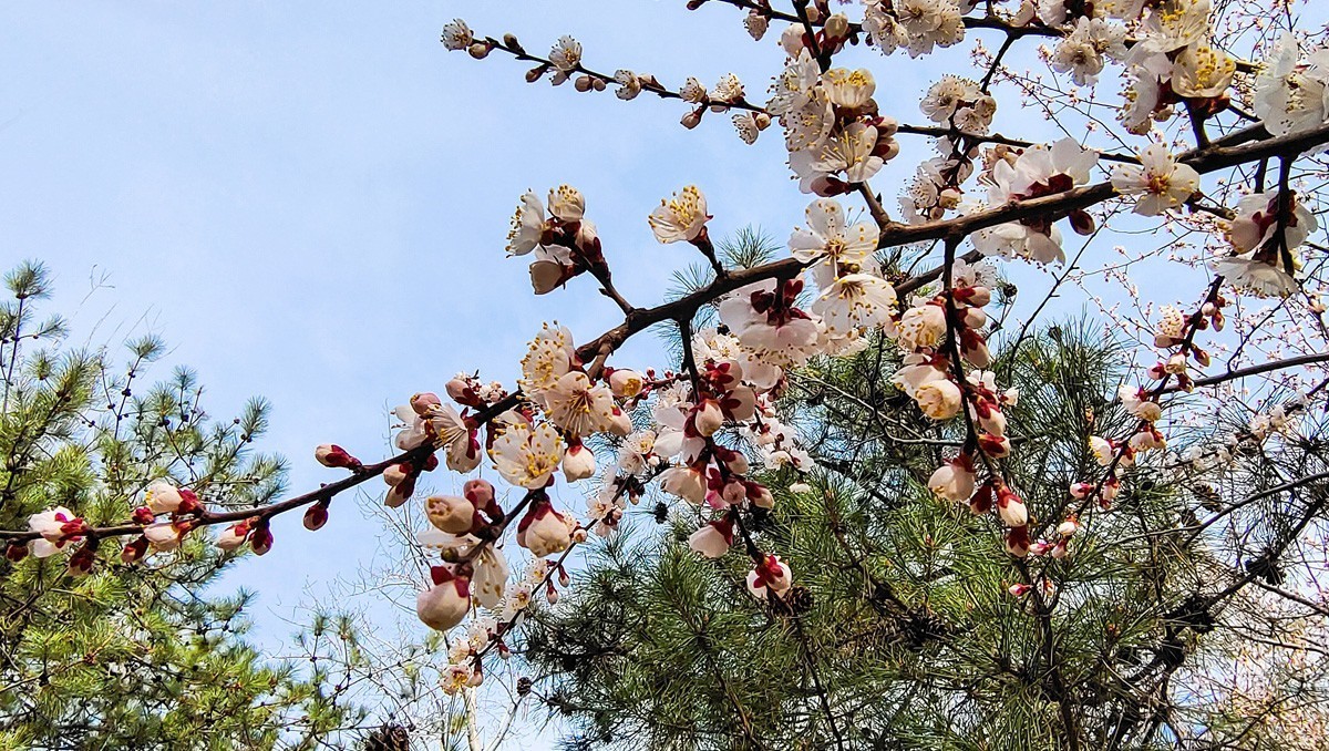 #花开春光寻美景#  春花满枝头