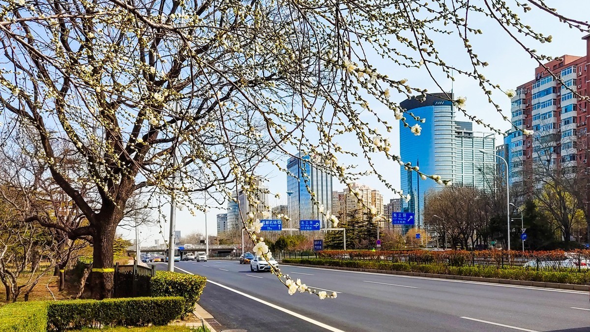 #花开春光寻美景#  春花满枝头