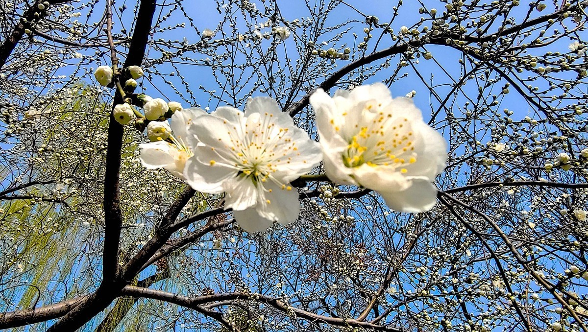 #花开春光寻美景#  春花满枝头