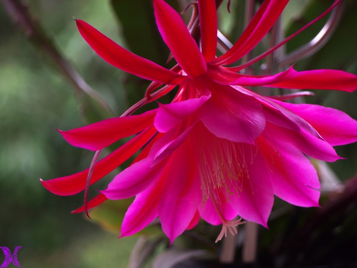 2023家养大令箭荷花初次开放（5）