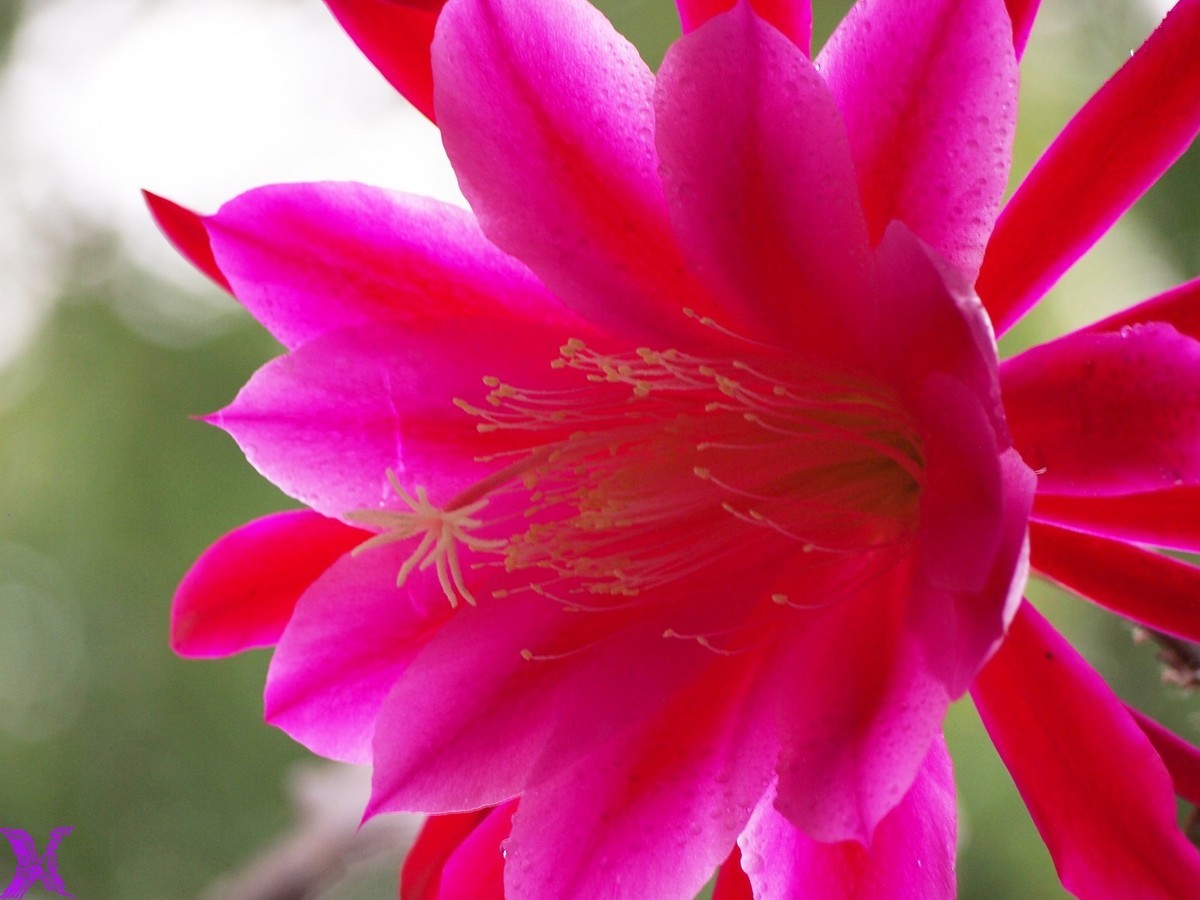 2023家养大令箭荷花初次开放（5）