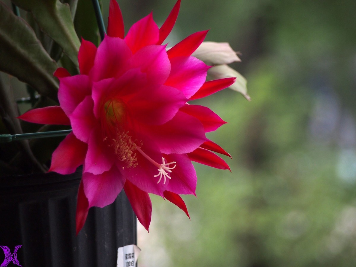 2023家养大令箭荷花初次开放（5）