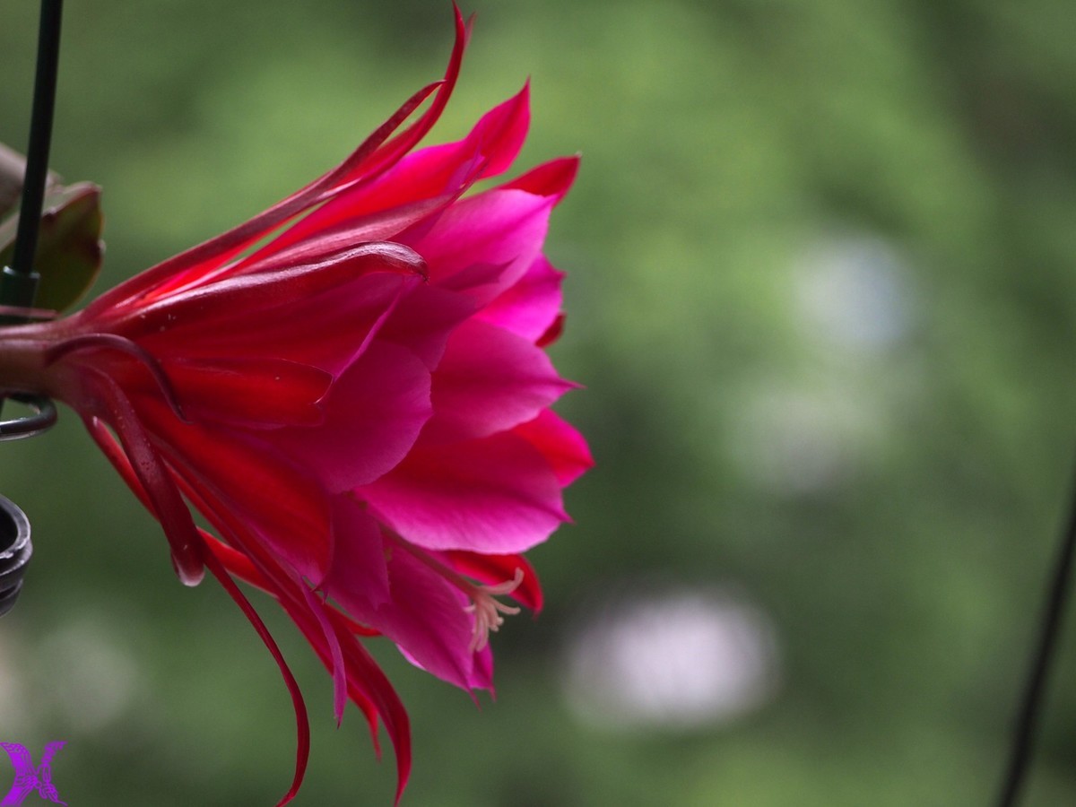 2023家养大令箭荷花初次开放（5）