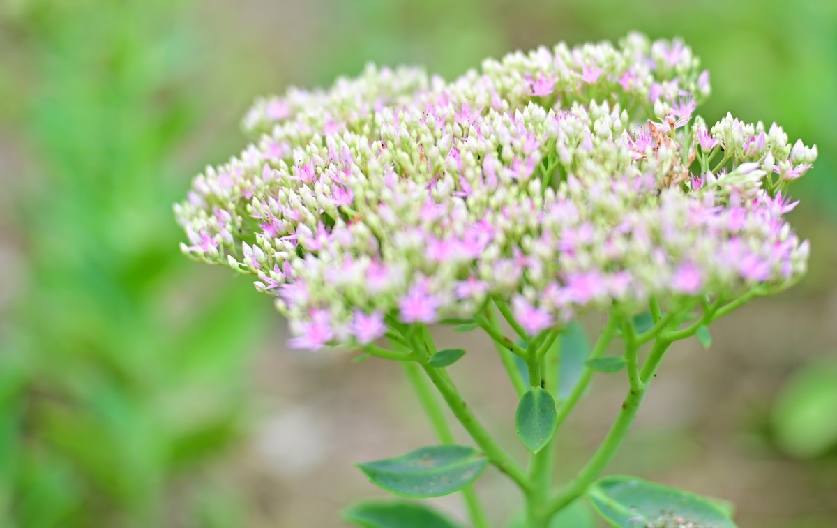 八月蝴蝶黄，双飞西园草