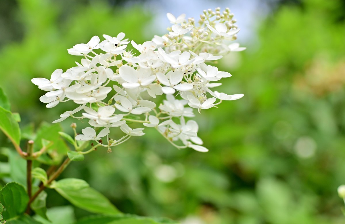 八月蝴蝶黄，双飞西园草
