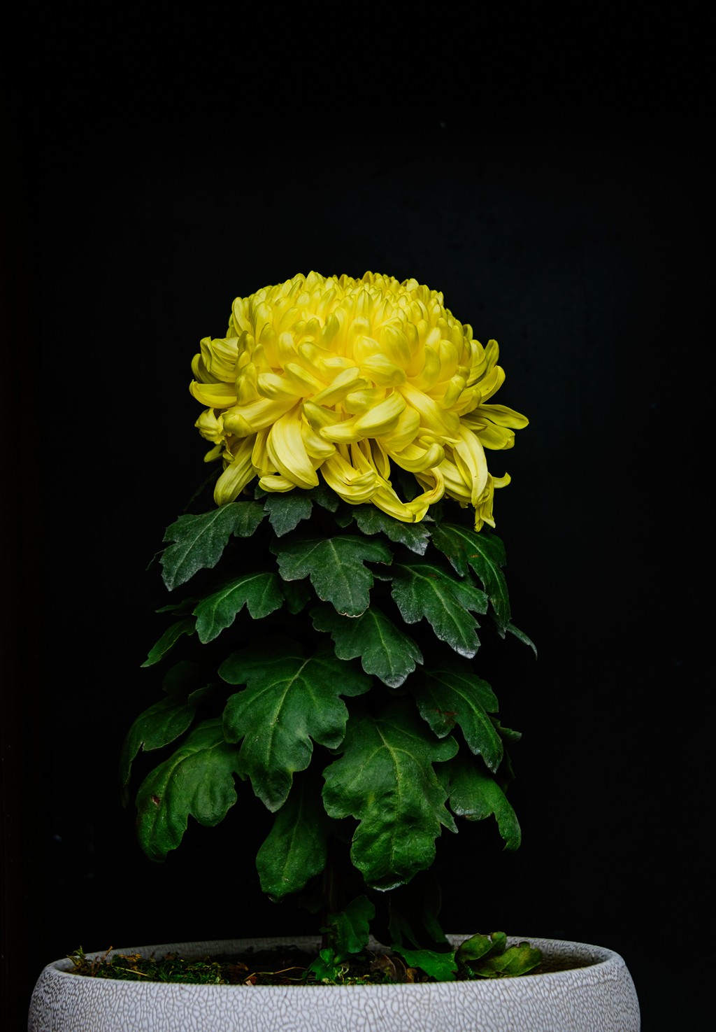 青秀山菊花展