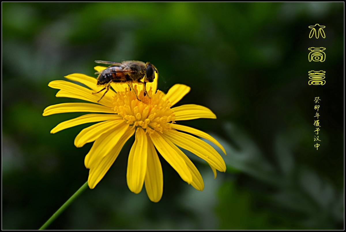 蜂花木茼蒿（2023337）