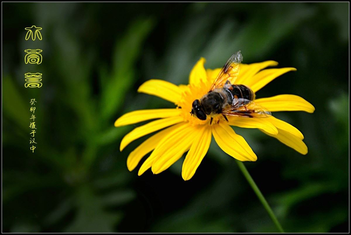 蜂花木茼蒿（2023337）