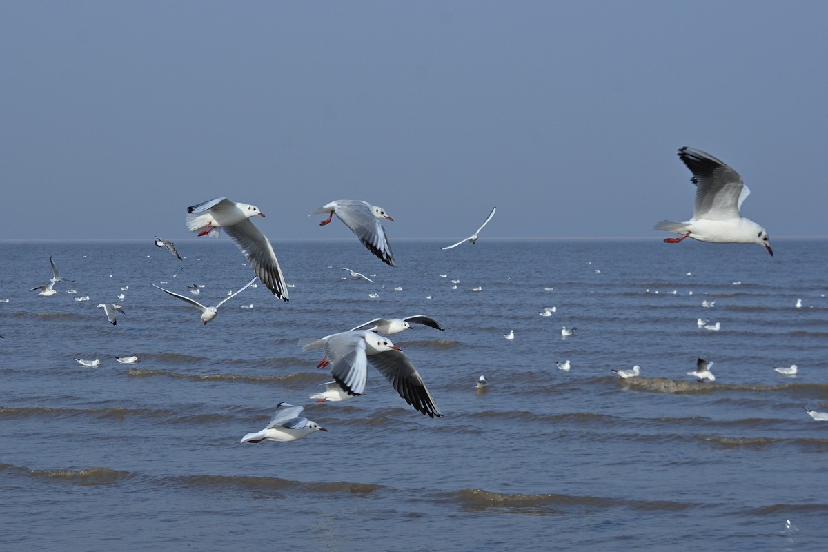 西伯利亚红嘴海鸥