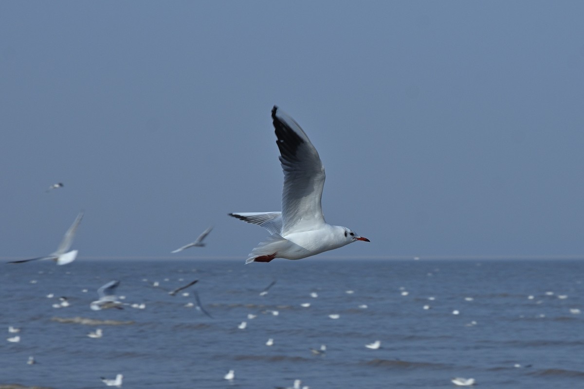 西伯利亚红嘴海鸥