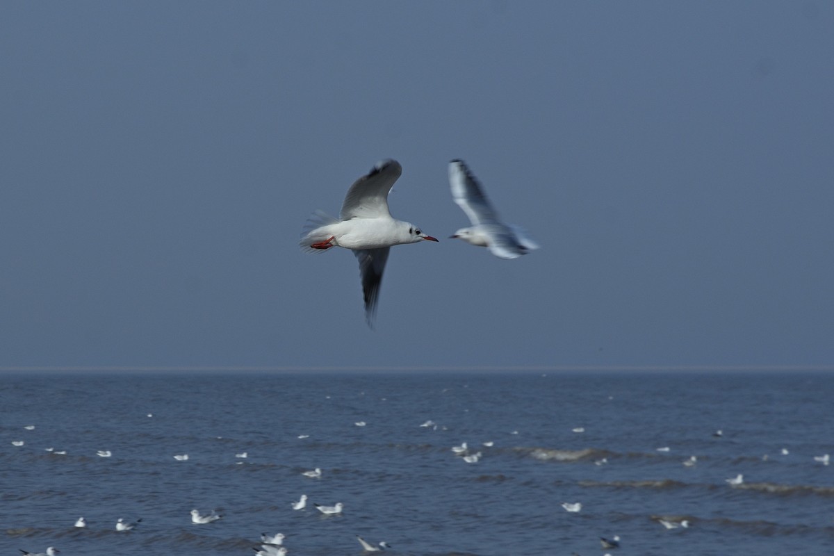 西伯利亚红嘴海鸥