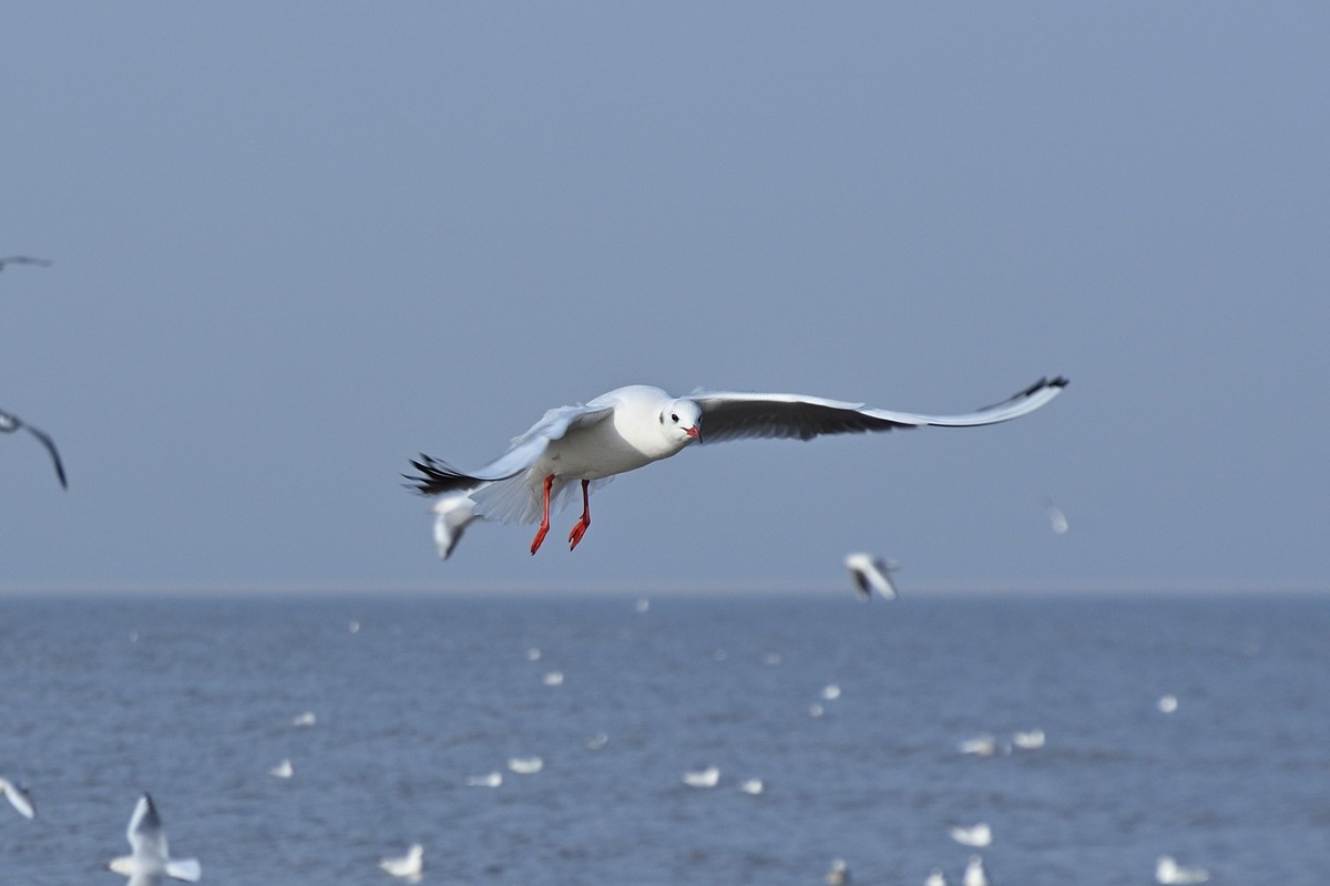 西伯利亚红嘴海鸥