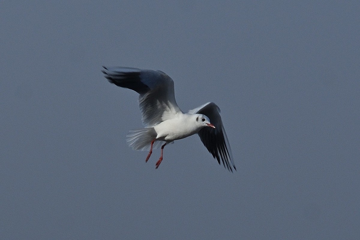 西伯利亚红嘴海鸥