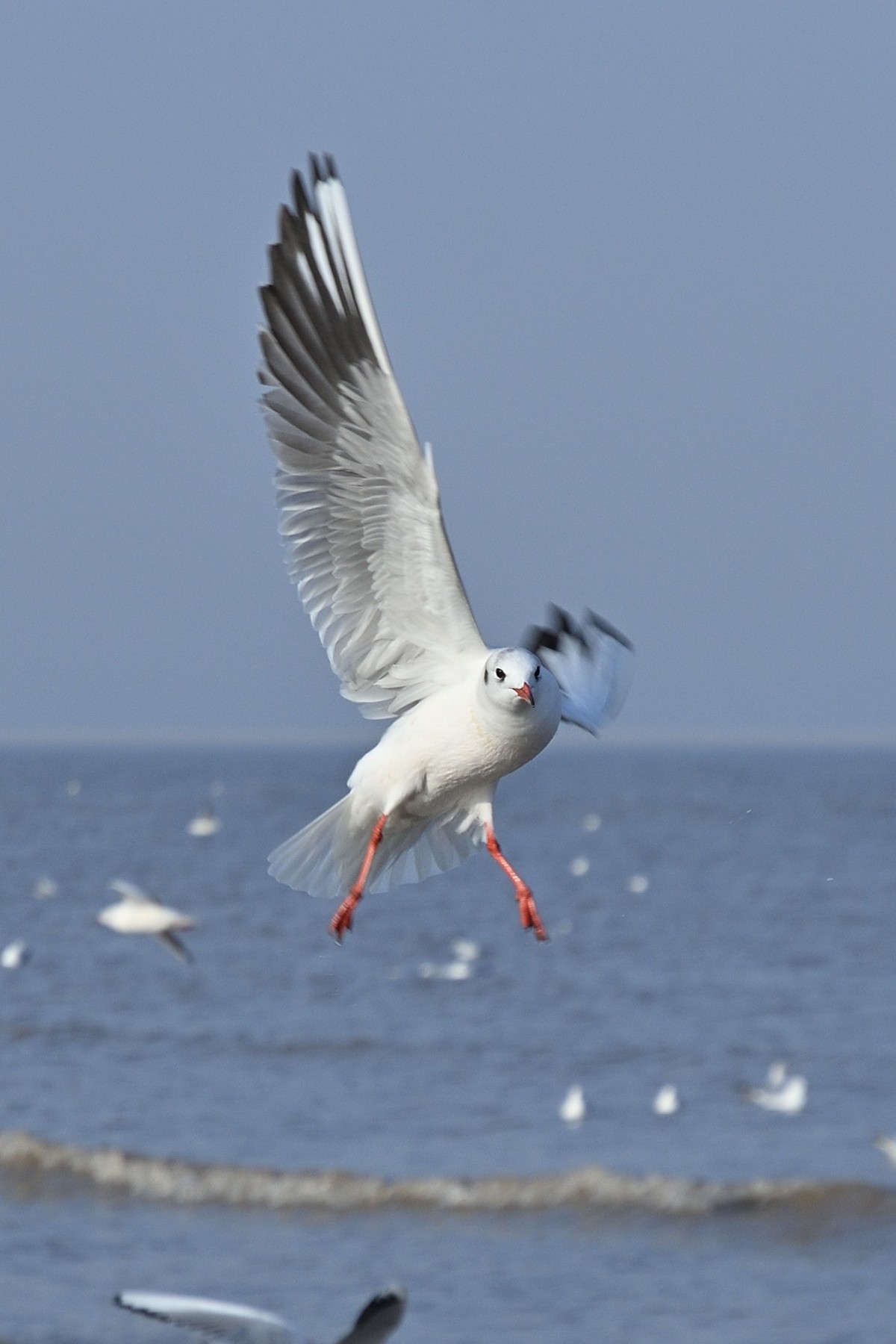 西伯利亚红嘴海鸥