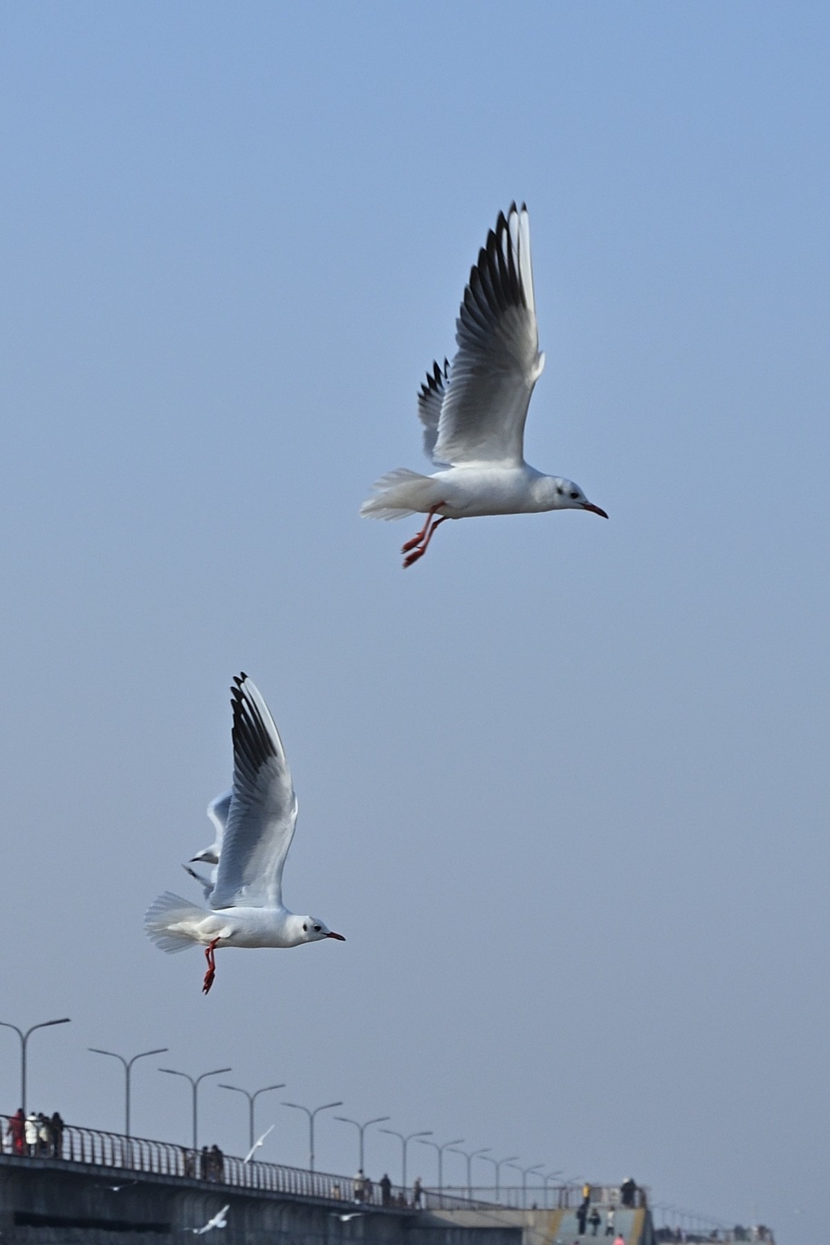 西伯利亚红嘴海鸥