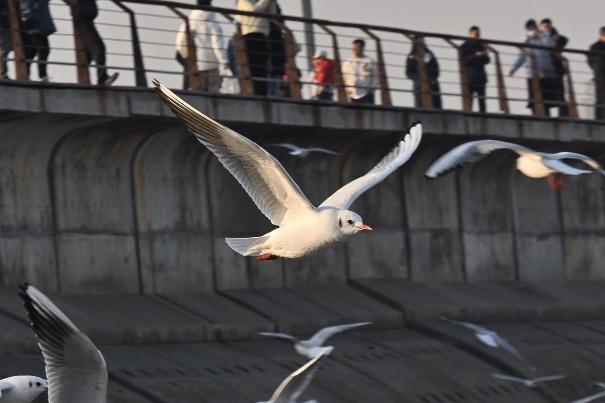 西伯利亚红嘴海鸥