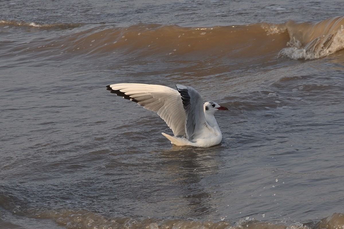 西伯利亚红嘴海鸥