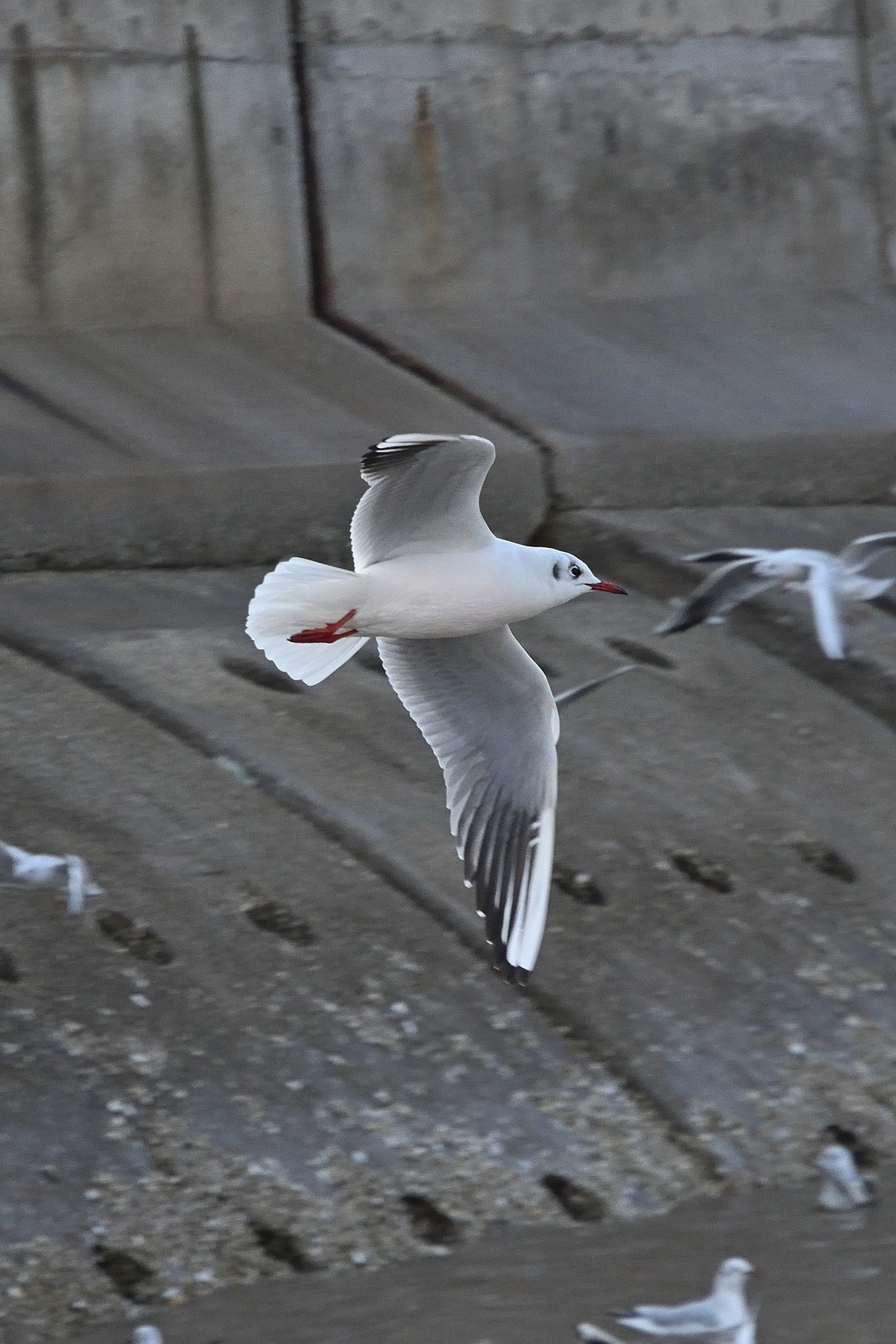 西伯利亚红嘴海鸥