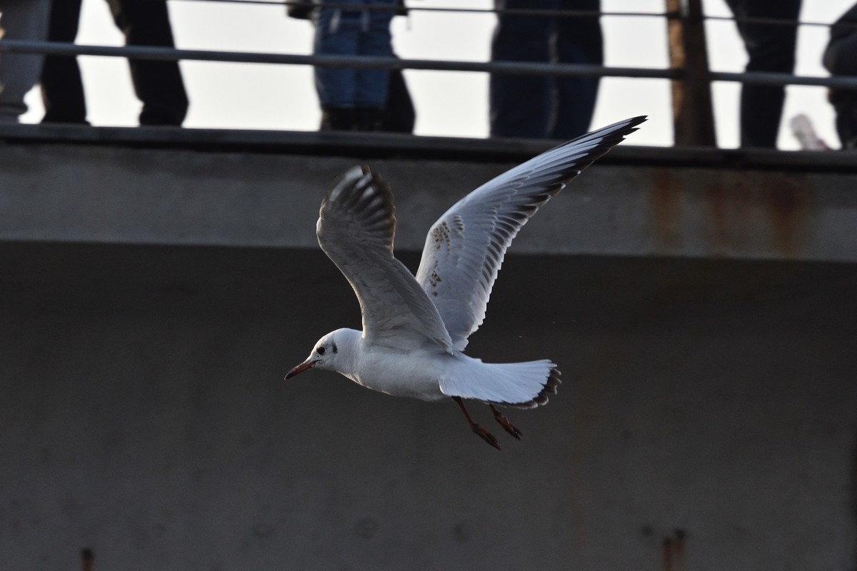 西伯利亚红嘴海鸥