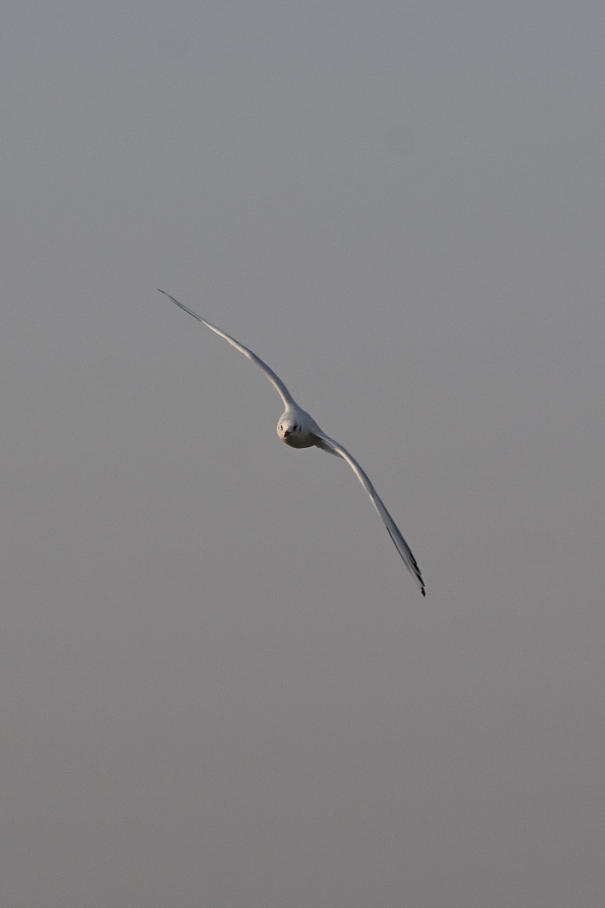 西伯利亚红嘴海鸥