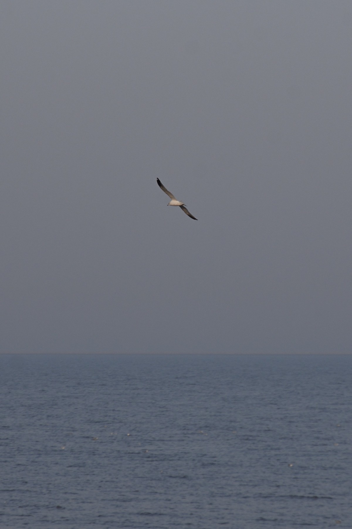 西伯利亚红嘴海鸥