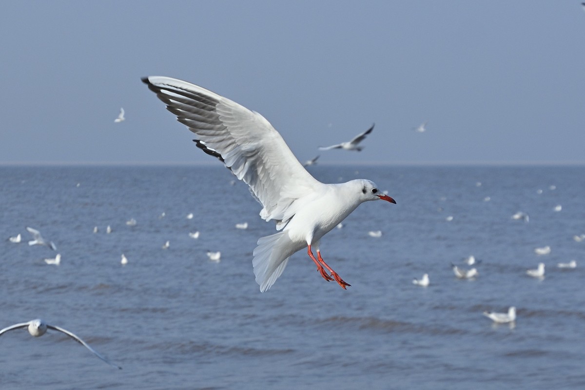 西伯利亚红嘴海鸥