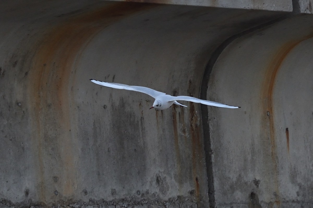 西伯利亚红嘴海鸥