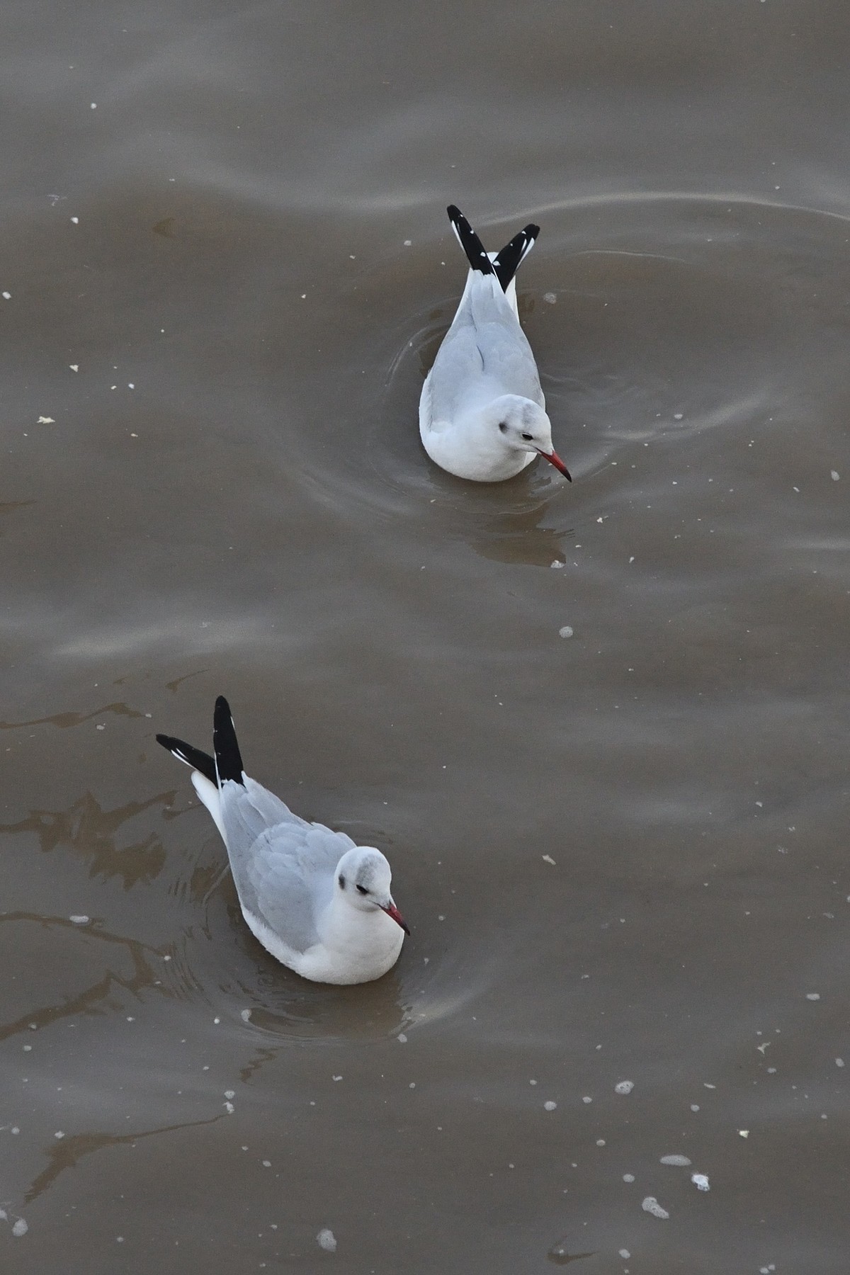 西伯利亚红嘴海鸥