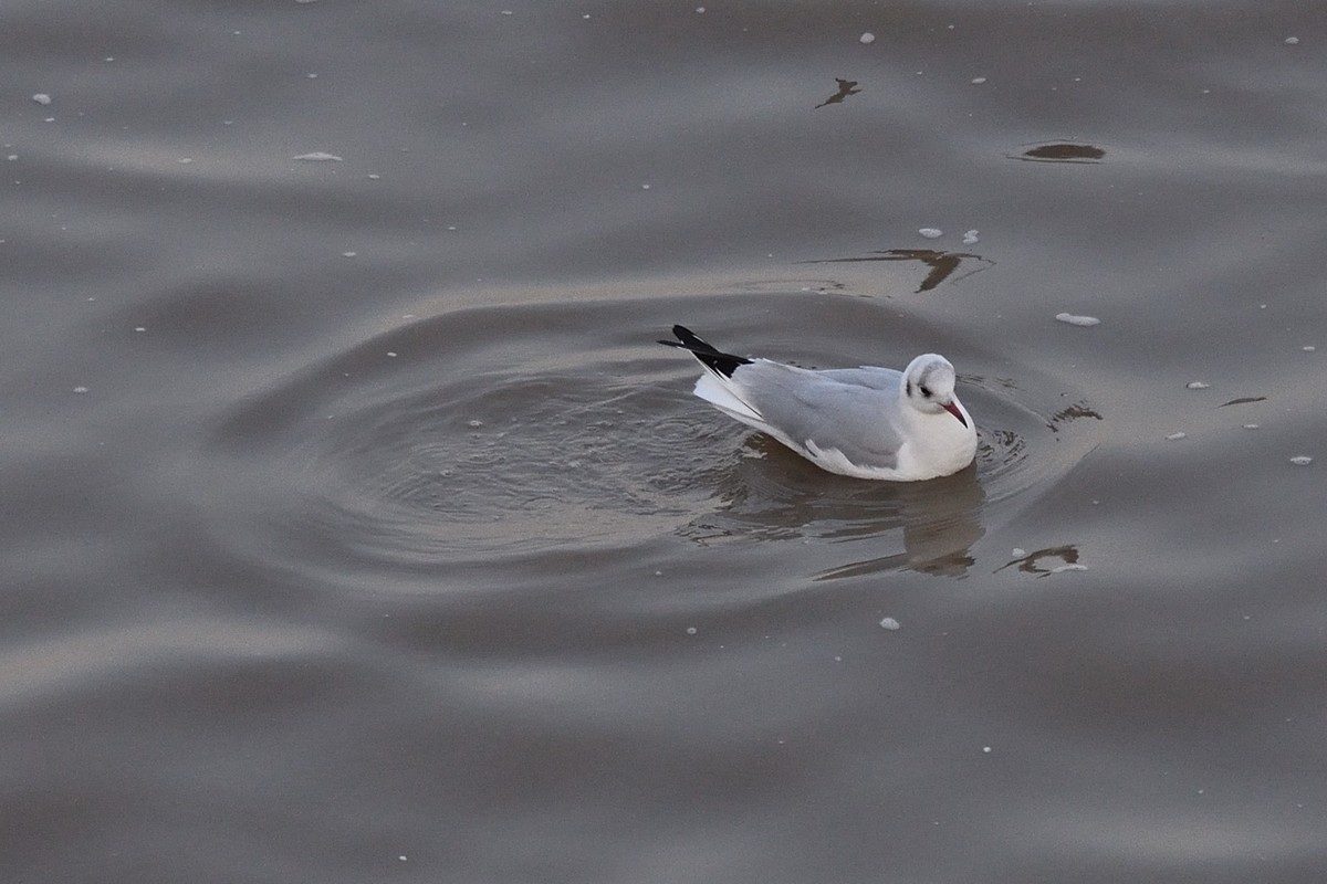 西伯利亚红嘴海鸥