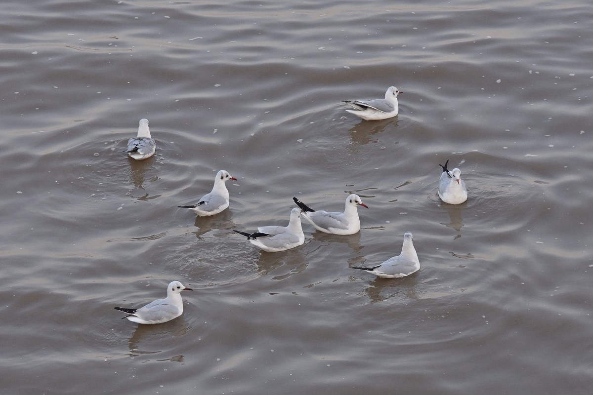 西伯利亚红嘴海鸥