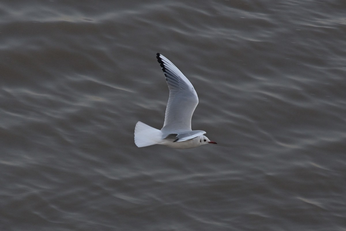 西伯利亚红嘴海鸥