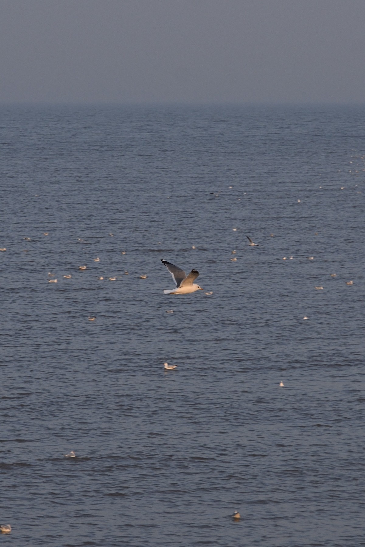 西伯利亚红嘴海鸥
