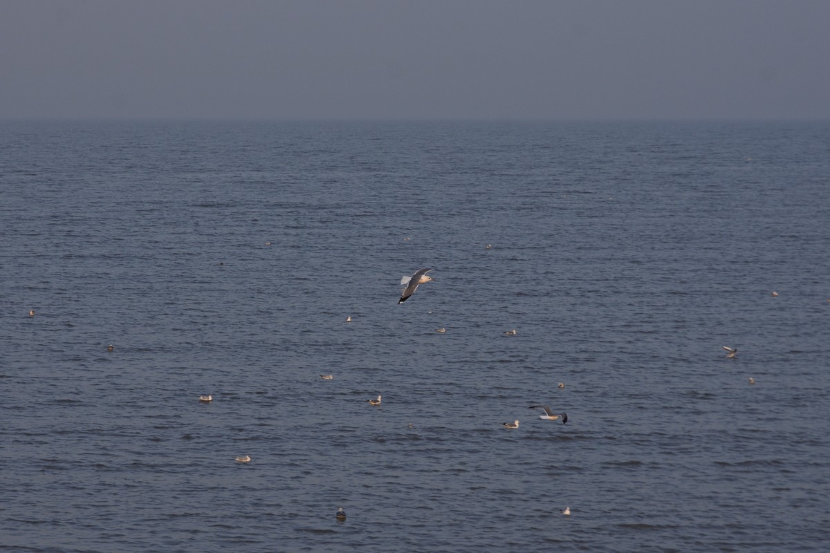 西伯利亚红嘴海鸥
