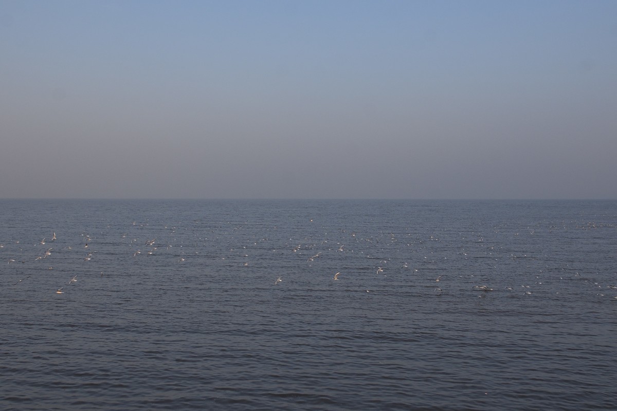 西伯利亚红嘴海鸥