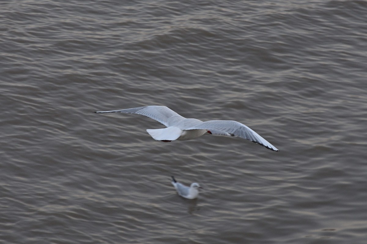 西伯利亚红嘴海鸥