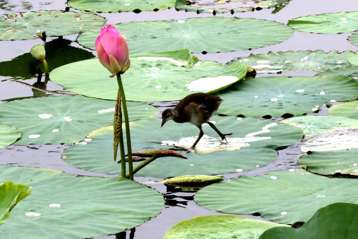 2024拍荷花黑水鸡