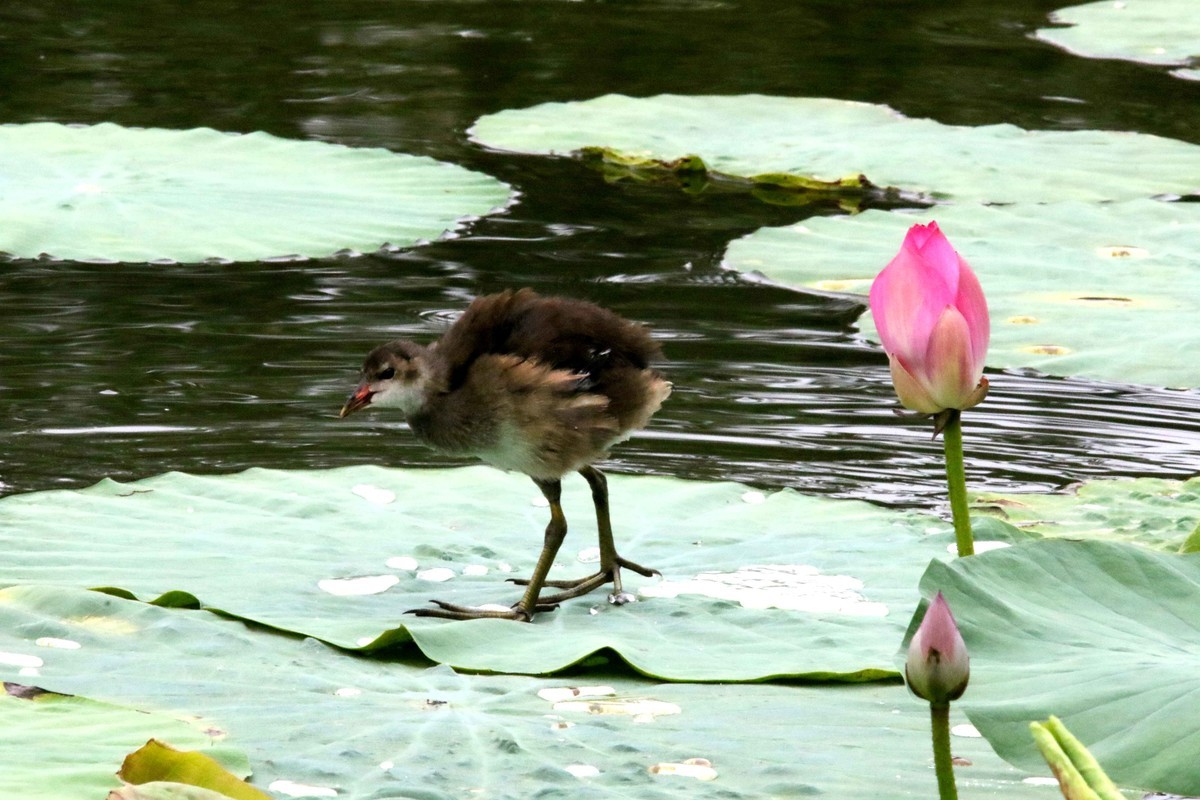 2024拍荷花黑水鸡