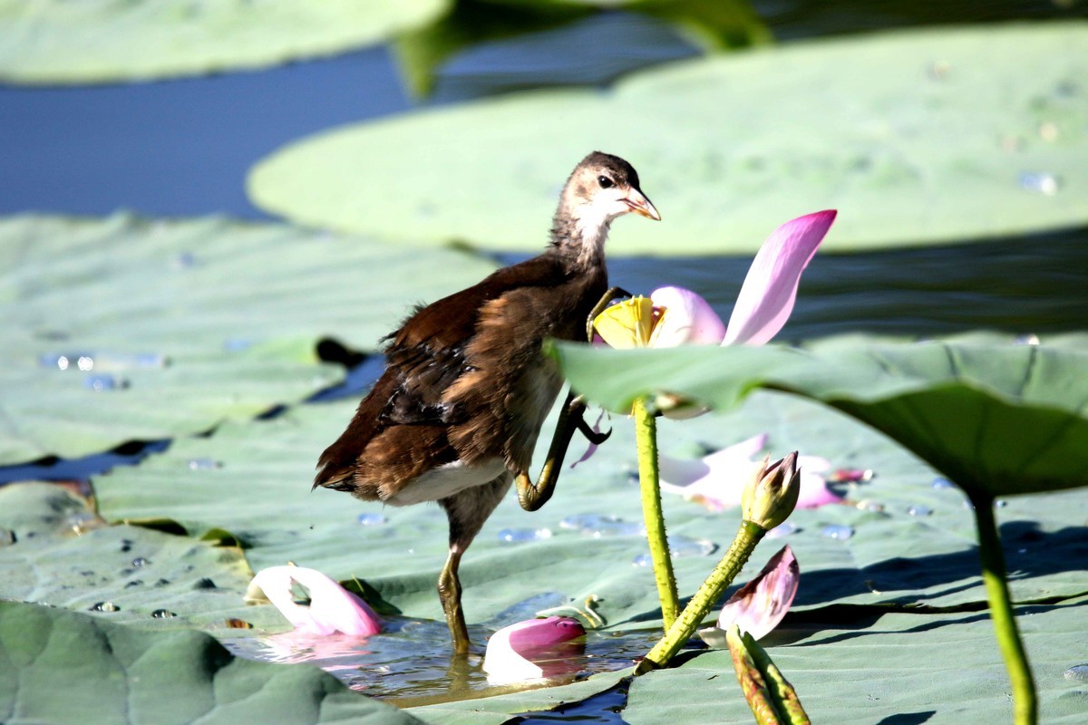 2024拍荷花黑水鸡