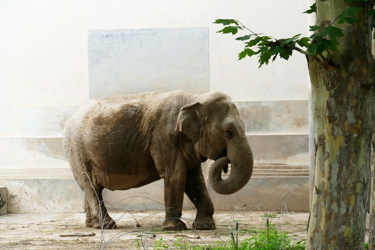 动 物 园【八】