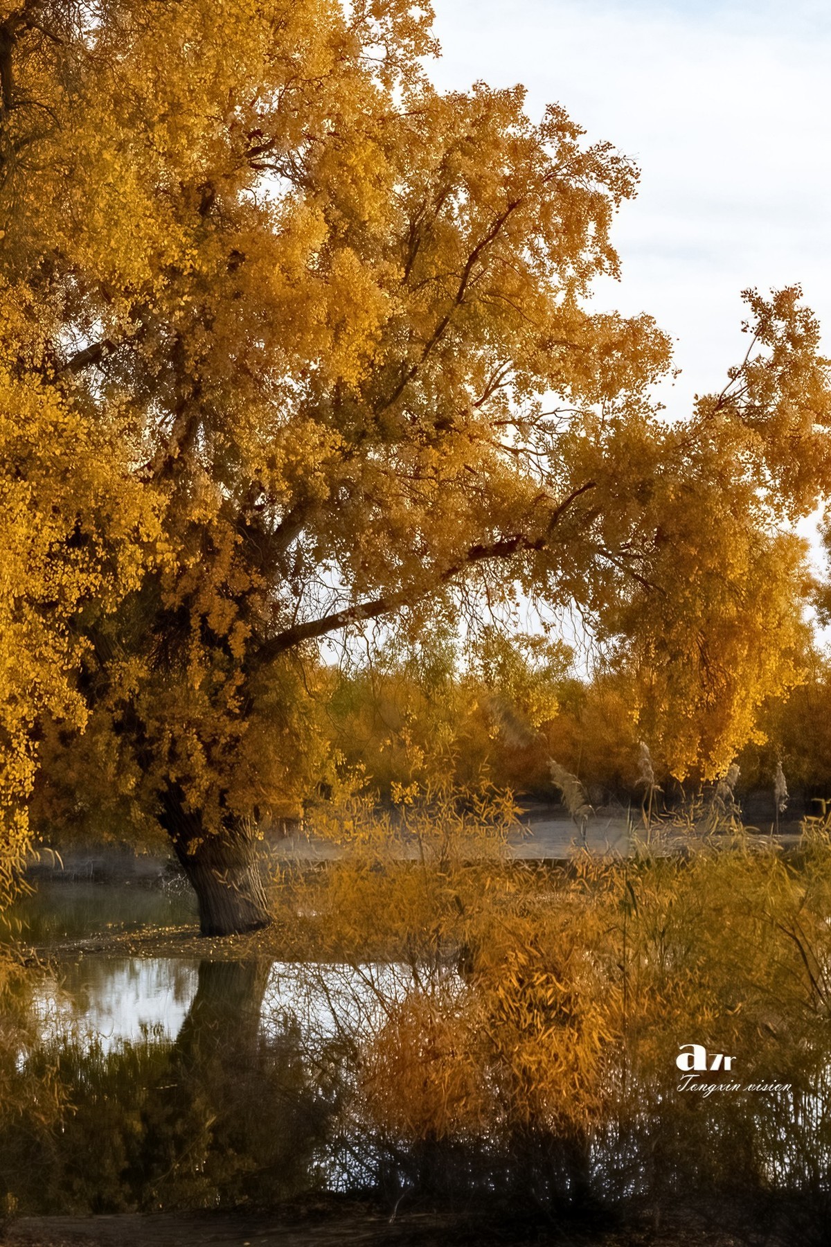 南疆行——罗布人村寨的秋（2）