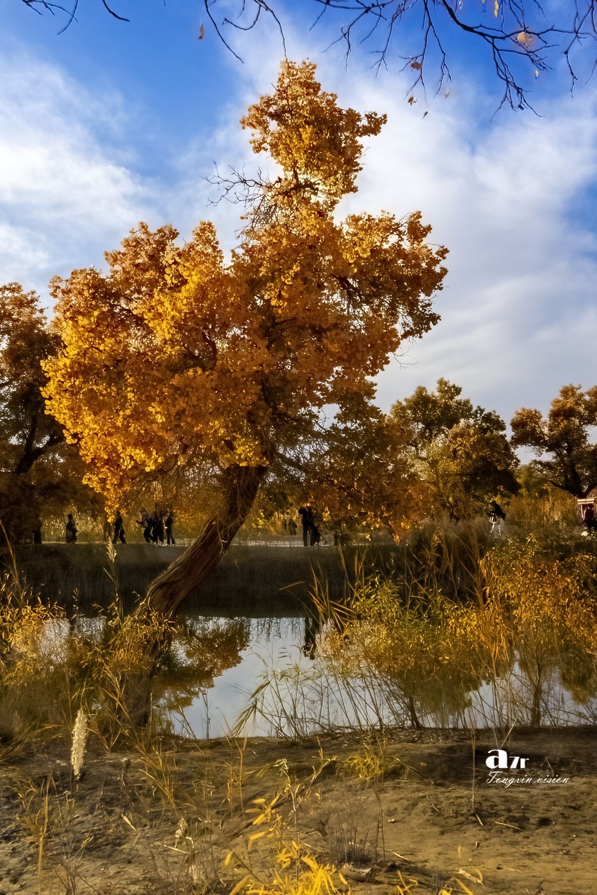 南疆行——罗布人村寨的秋（2）