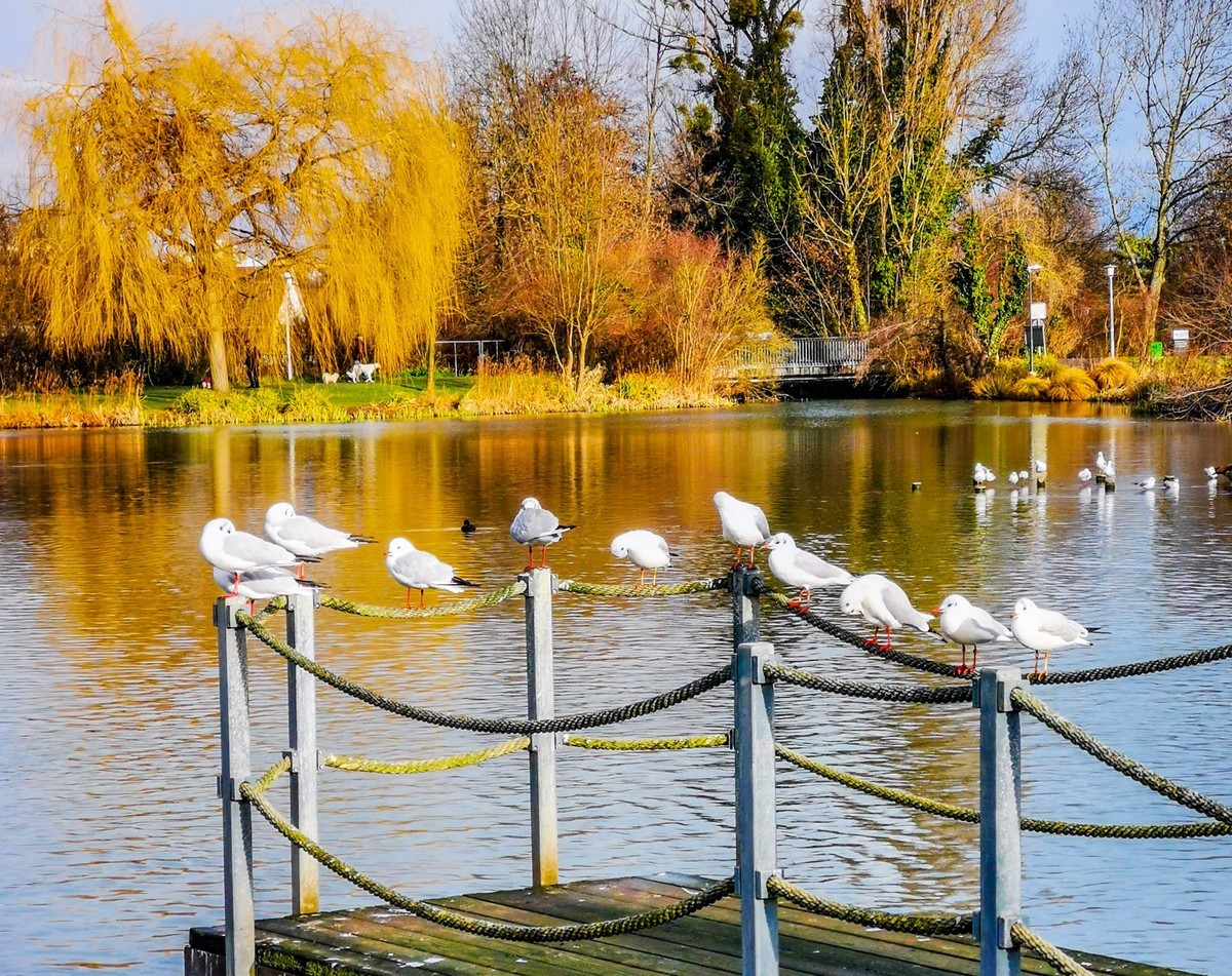 湖光水色（瑞士巴塞尔）