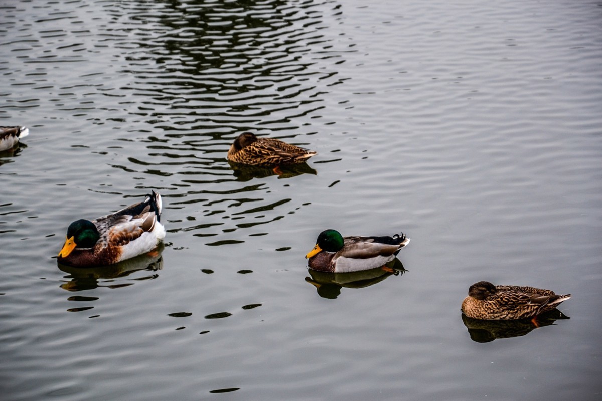 皇家行宫——“枫丹白露”（巴黎）