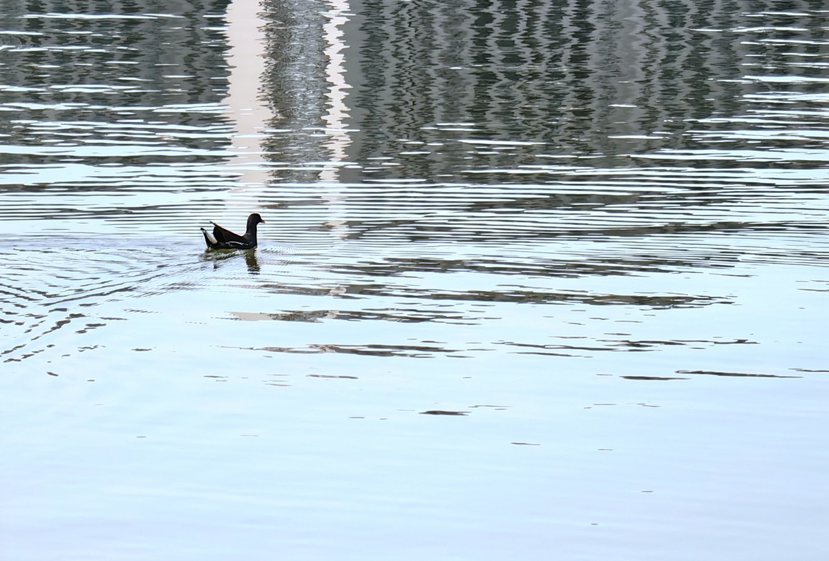 宁波同心湖小摄