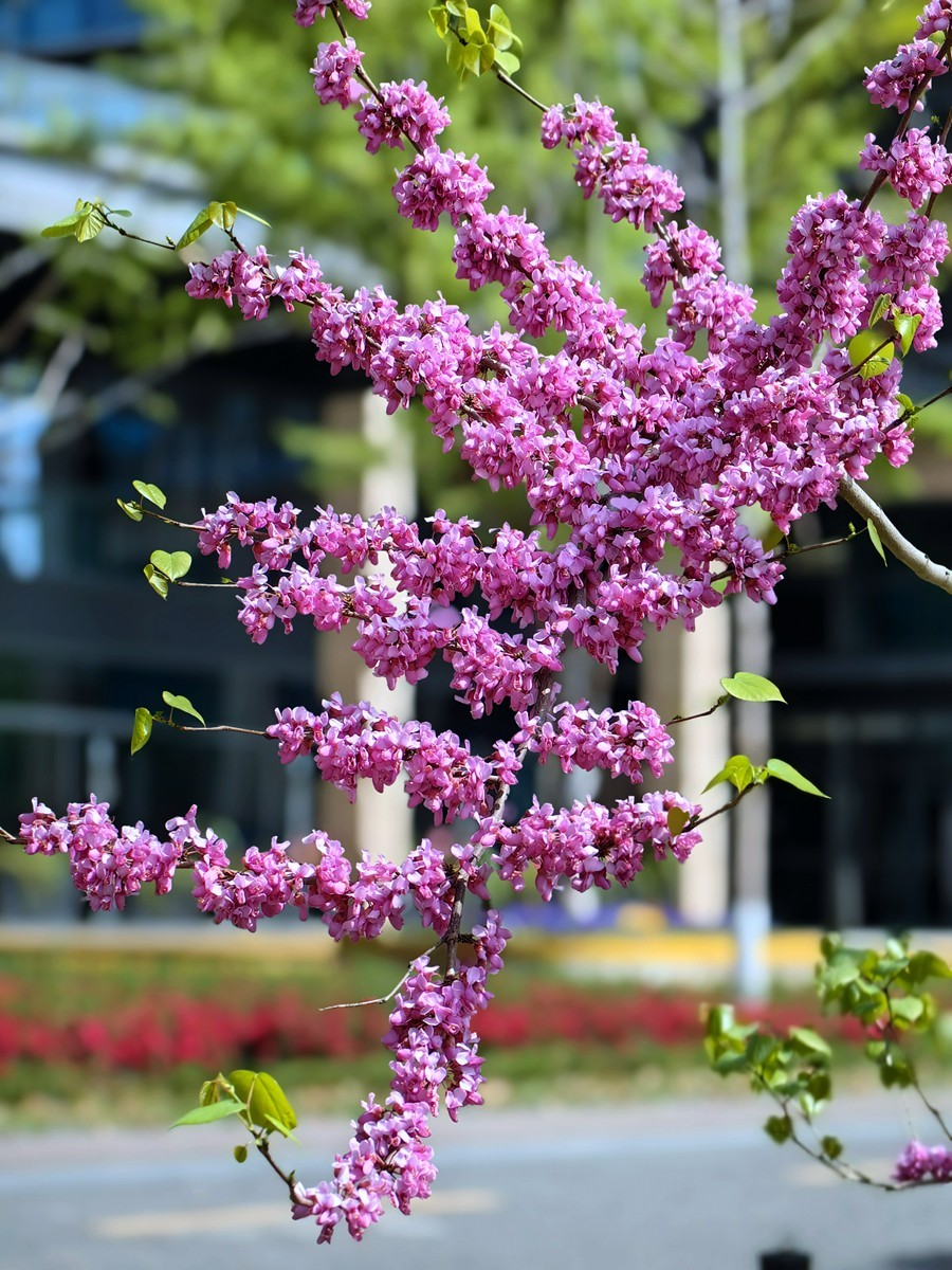 宁波同心湖小摄