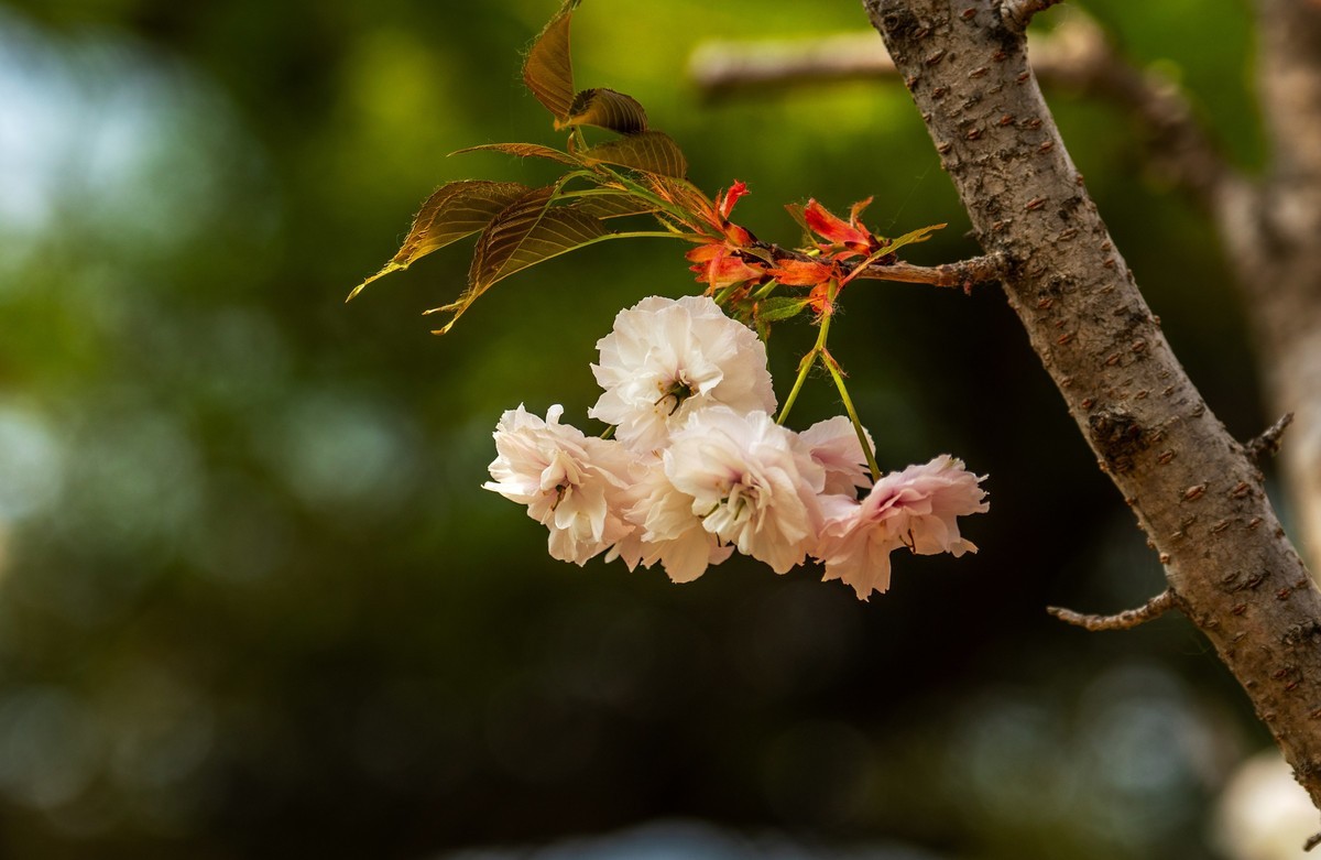 春花（十八）